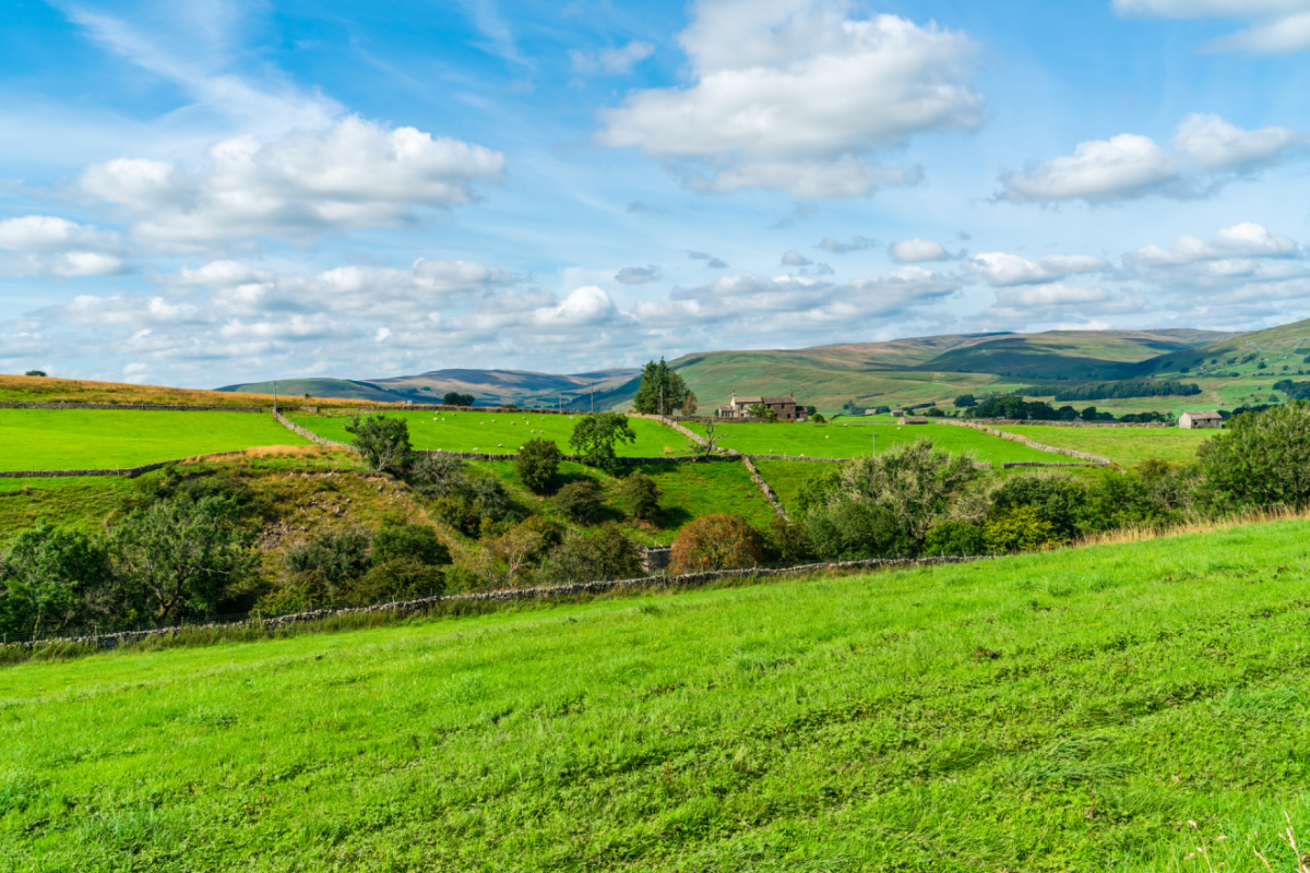 Green land landscape